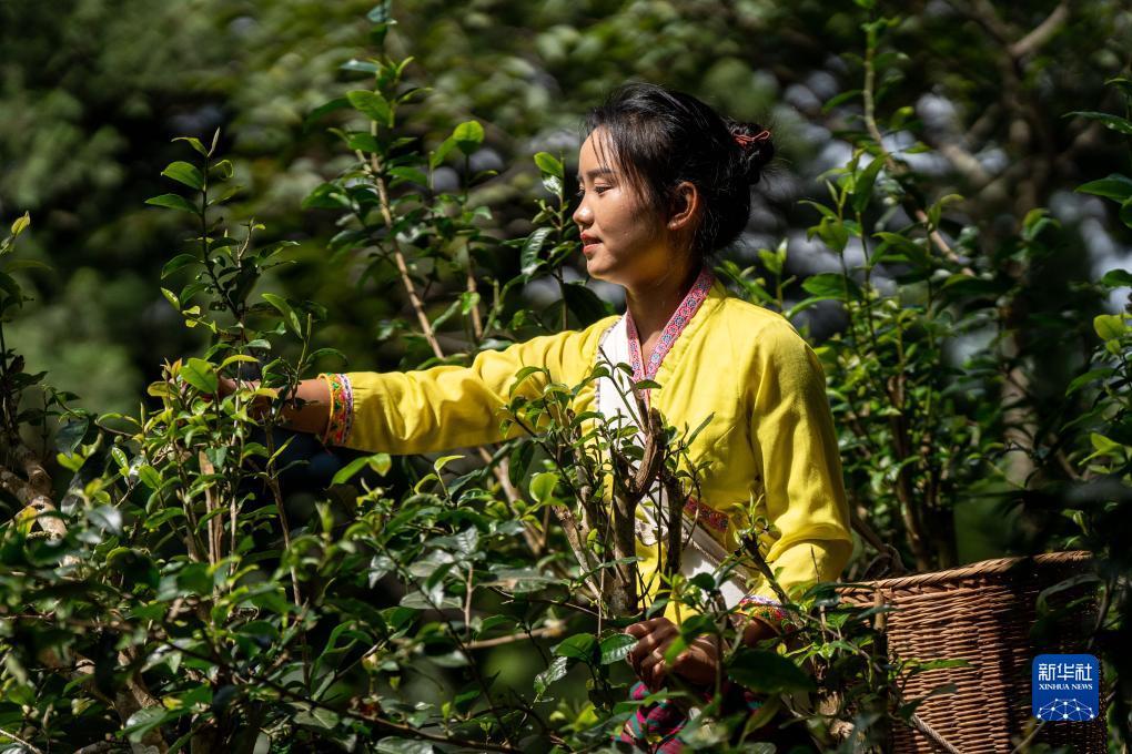 摇钱树捕鱼游戏官网